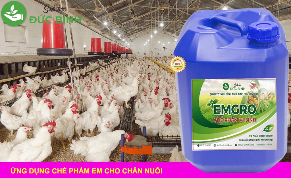 Cách sử dụng chế phẩm sinh học EMGRO