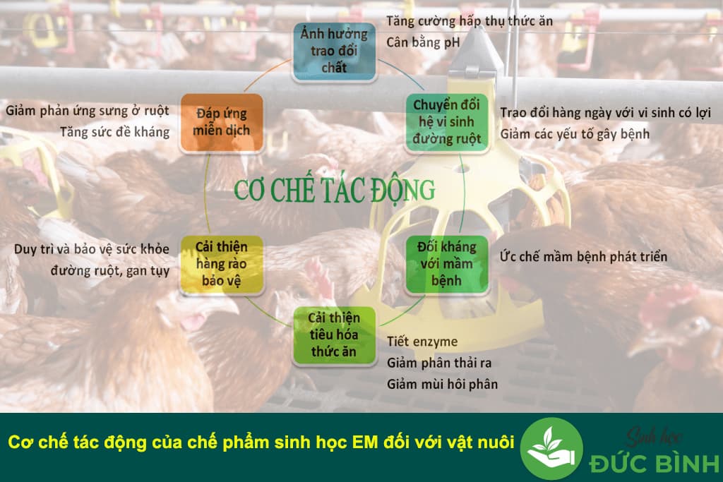 Cơ chế tác dụng của chế phẩm sinh học EMGRO