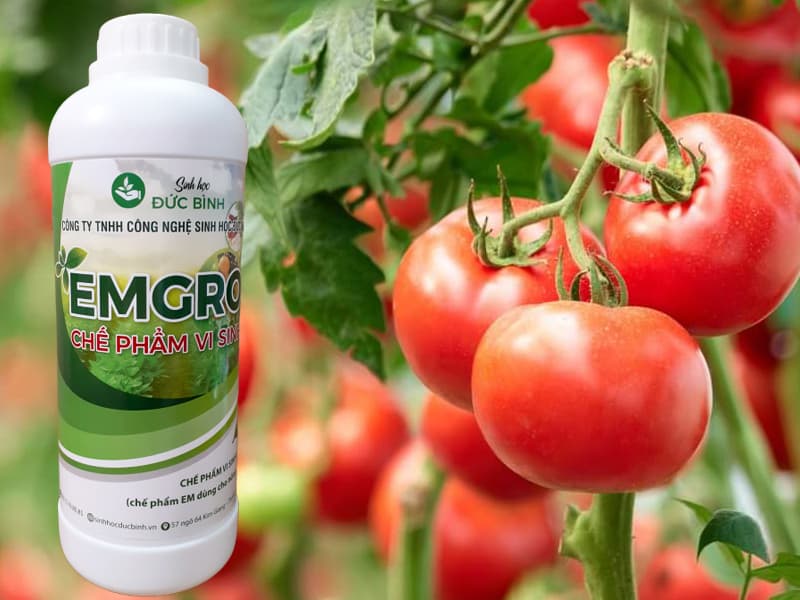 Tác dụng của chế phẩm sinh học EM với cây trồng
