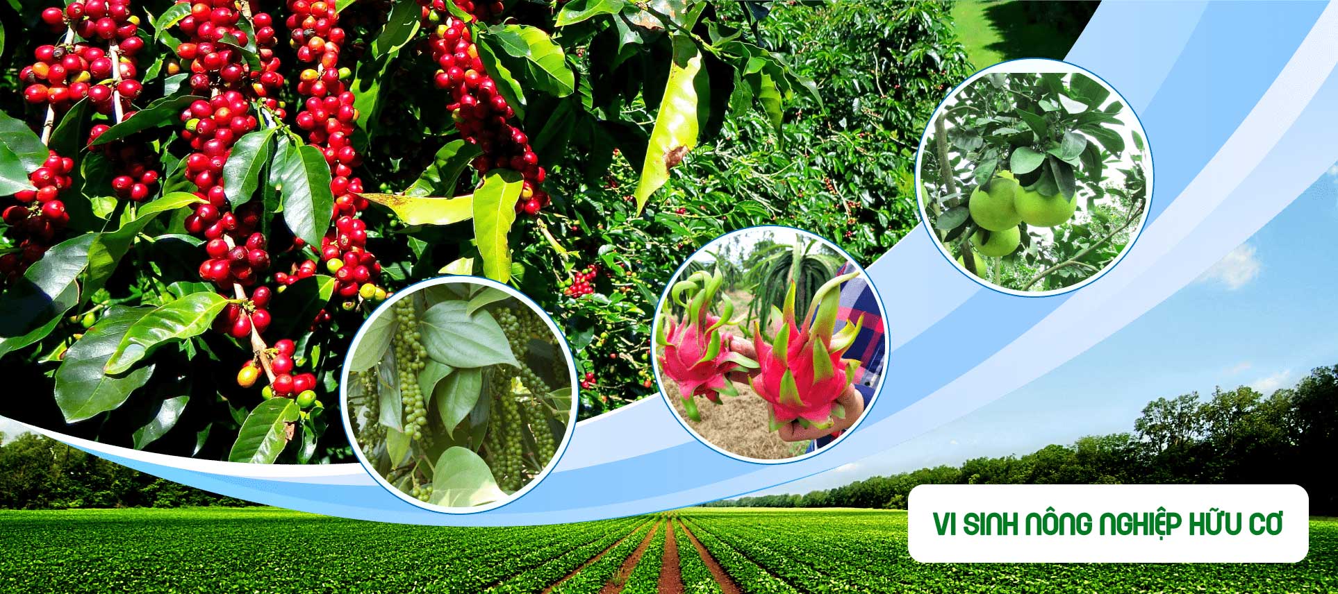 Chế phẩm vi sinh cho nông nghiệp hữu cơ