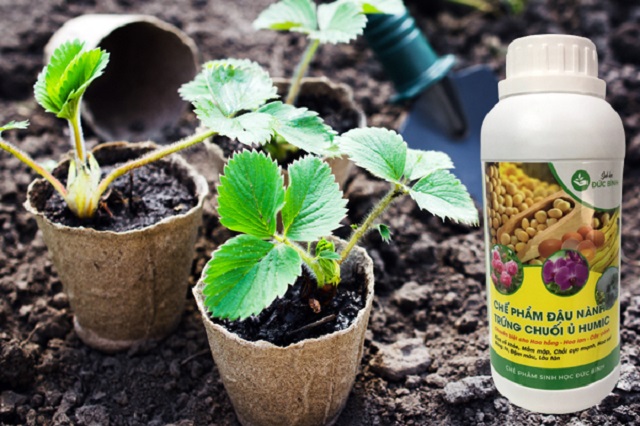 Cách sử dụng dịch chuối tưới dâu tây