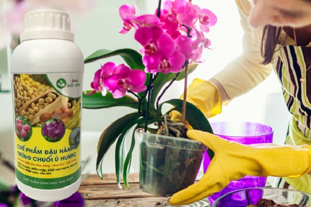 Sử dụng dịch chuối tưới lan giúp rễ mọc tua tủa, hoa tuôn như suối