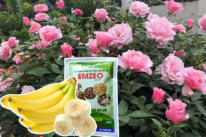 Tác dụng của dịch chuối với lan, hoa hồng và cây trồng