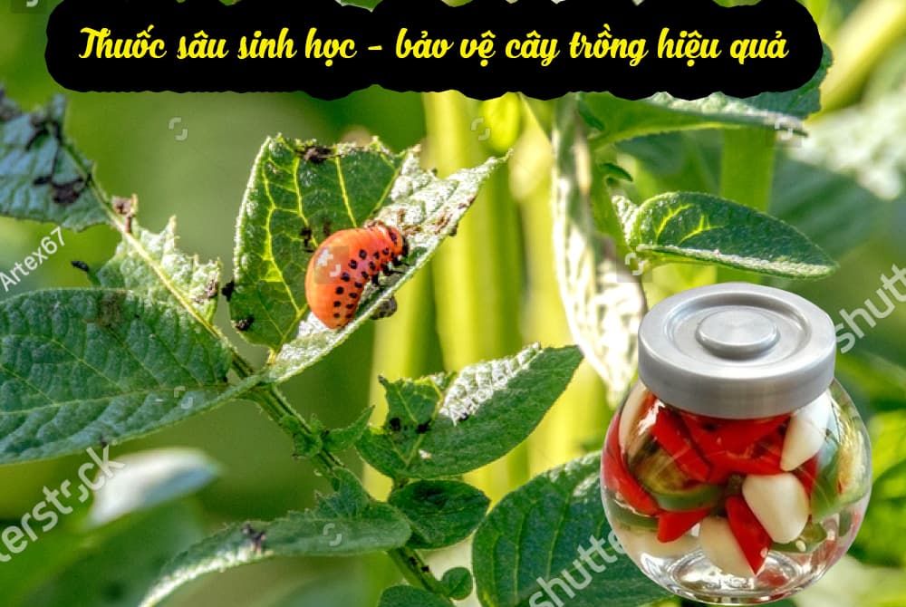 Thuốc trừ sâu thảo mộc