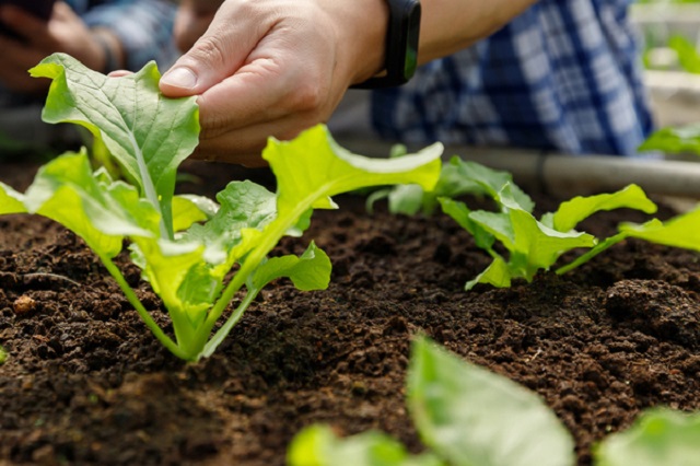 Ủ rác nhà bếp trồng rau mang lại nhiều lợi ích bất ngờ