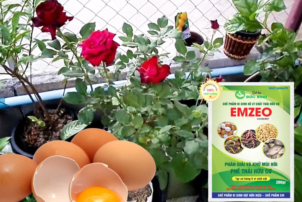 Cách làm phân bón từ trứng cho hoa hồng