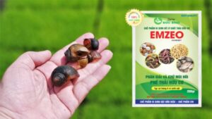 Cách ủ ốc bươu vàng tưới cây