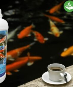 Chế phẩm vi sinh cho hồ cá koi EMKOI