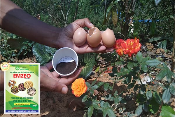Cách bón trứng gà cho cây hoa hồng