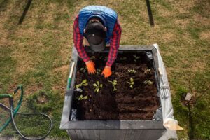 Cách trộn đất trước khi trồng rau