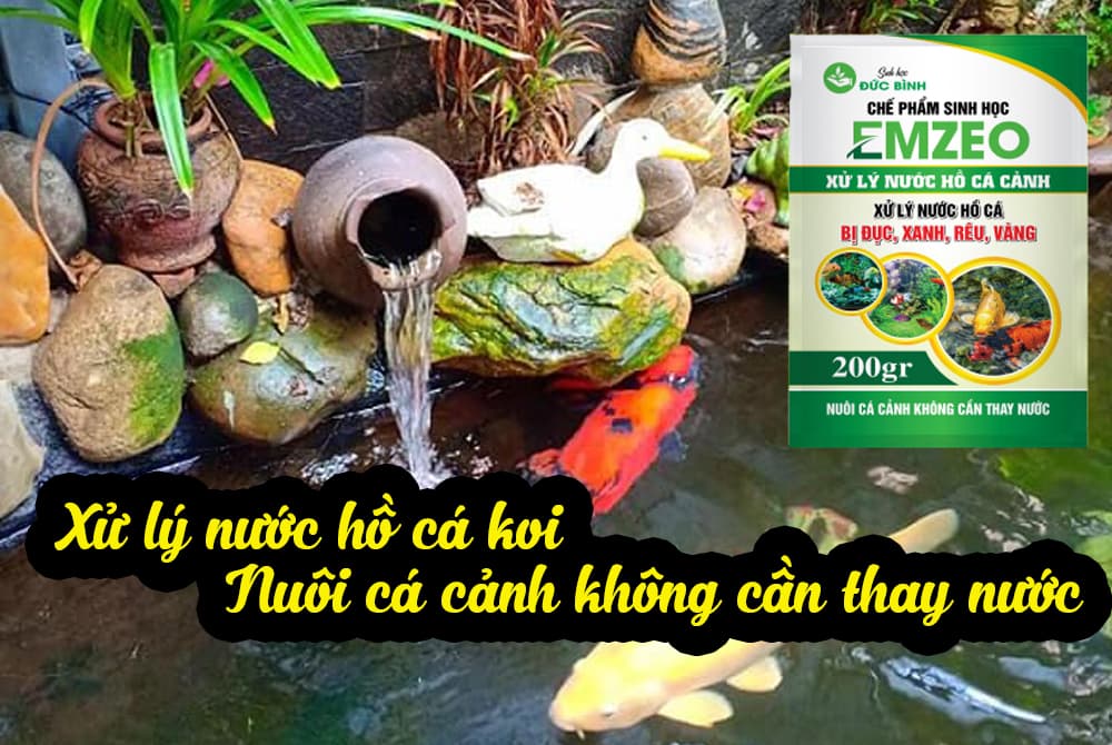 Xử lý nước hồ cá koi