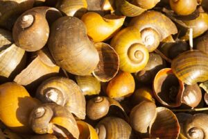 Chế biến ốc bươu vàng thành phân bón cho cây trồng