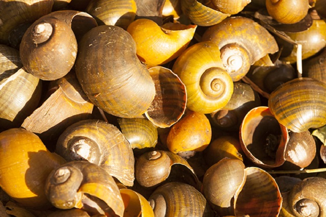 Chế biến ốc bươu vàng thành phân bón cho cây trồng