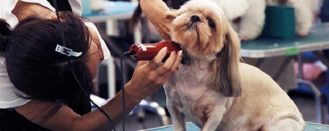 Cạo lông cho chó mèo