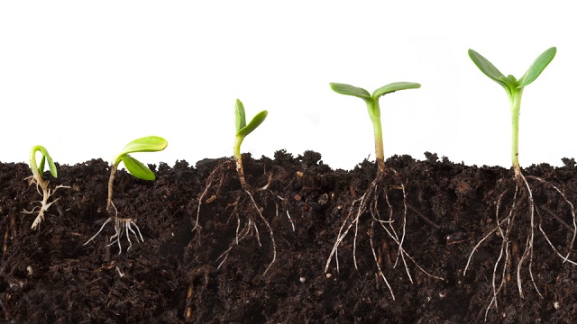 Có nhiều cách để sử dụng Humic