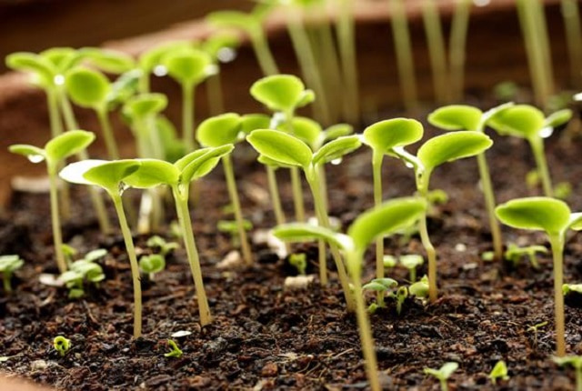 Humic chính là 1 loại axit hữu cơ có cấu tạo khá phức tạp