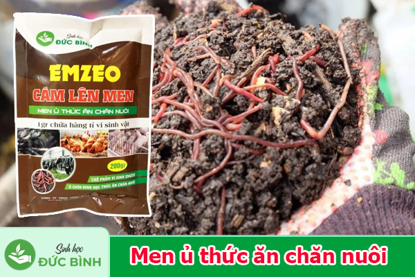 Men ủ thức ăn cho trùn quế tốt nhất hiện nay