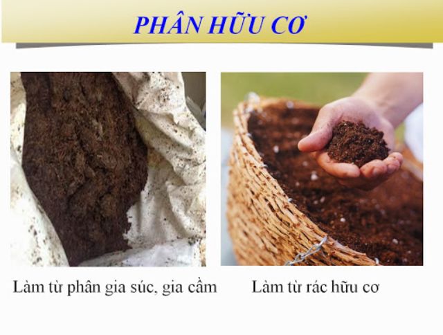 Phân hữu cơ là gì? Cách làm phân hữu cơ bón cây ngay tại nhà