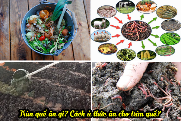 [Thức ăn của trùn quế là gì?] Cách ủ và cách cho giun quế ăn