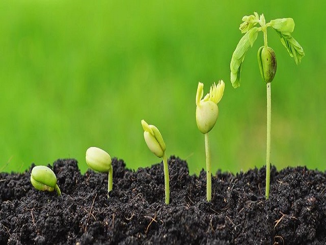 3 cách ủ phân chuồng đạt tiêu chuẩn nhất hiện nay