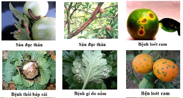 Vì sao cần sử dụng chế phẩm phân bón amino acid cho cây trồng?