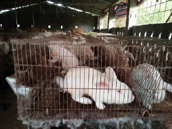 Cách làm đệm lót sinh học trong chăn nuôi thỏ