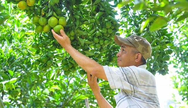 Amino acid đối với sức khỏe của cây trồng