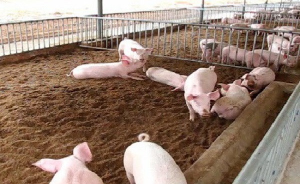 Cơ chế hoạt động của đệm lót sinh học