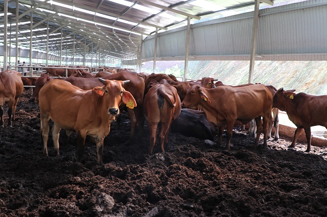 Giải pháp chăn nuôi không còn mùi hôi, không tốn nhiều công sức