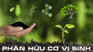 Phân vi sinh là gì? Đặc điểm của phân vi sinh hiện nay