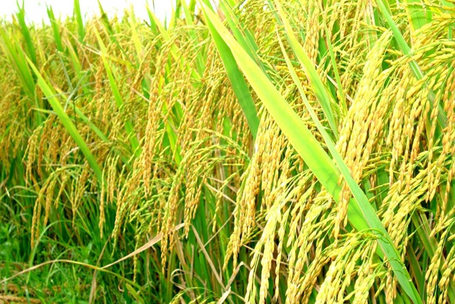 Những công dụng của phân bón hữu cơ vi sinh