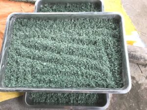 Nấm trichoderma được coi là thiên địch của các loại nấm gây hại