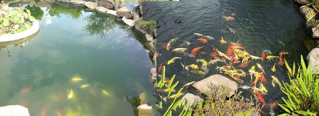 Nguyên nhân hồ cá Koi bị xanh và cách khắc phục