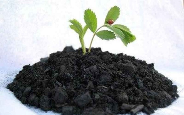 Phân vi sinh là gì? phân vi sinh hiện nay có đặc điểm như thế nào?