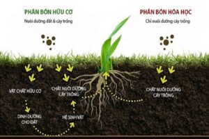 So sánh giữa phân hữu cơ và phân bón hóa học