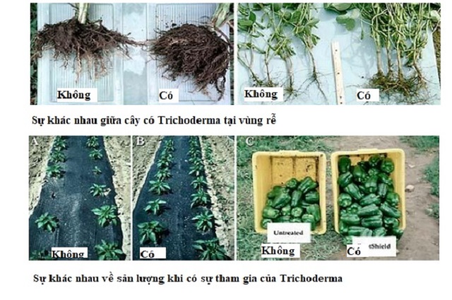 Công dụng kích kháng và bảo vệ bộ rễ của cây
