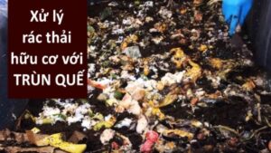 Trùn quế được dùng để xử lý phế thải.
