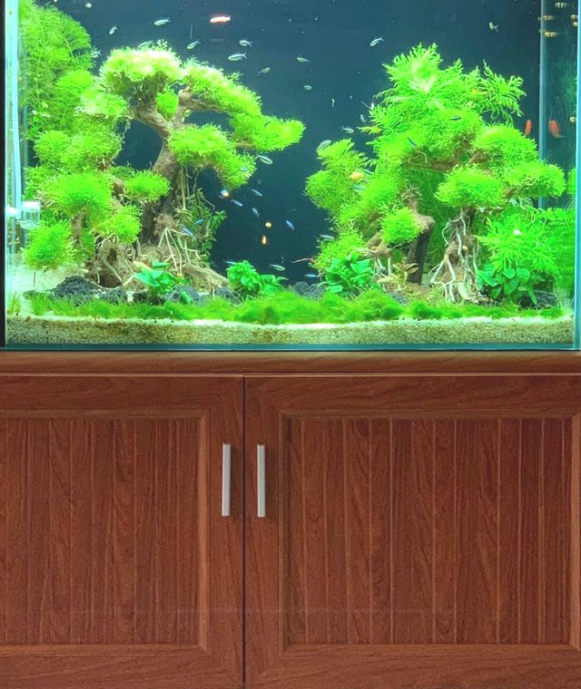 Vệ sinh, thay nước thường xuyên để hồ cá luôn sạch sẽ