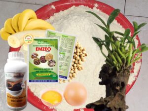 Dịch đạm ủ từ đậu tương trứng chuối rất tốt cho cây trồng đặc biệt là hoa hồng, hoa lan và rau quả