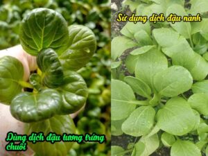 Đối chứng khi sử dụng bón cây phân ủ từ đậu tương trứng chuối và phân đậu nành