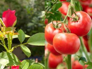 Phân ủ từ đậu tương trứng chuối rất tốt cho cây trồng