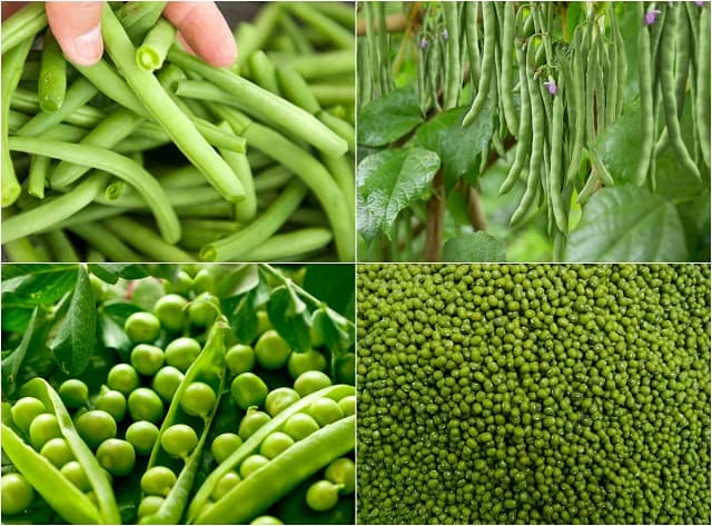 Các loại cây họ đậu sinh trưởng và phát triển rất tốt