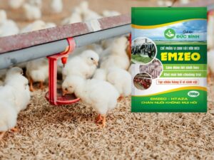 5 Cách làm đệm lót sinh học nuôi gà cam kết 100% hiệu quả