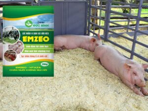 Cách làm đệm lót sinh học chăn nuôi heo rất đơn giản với men vi sinh EMZEO