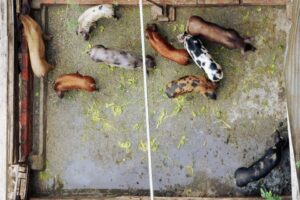 Chế phẩm vi sinh giúp giải quyết các vấn đề chuồng trại hiệu quả.