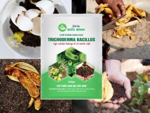 CÁCH Ủ VỎ CHUỐI LÀM PHÂN BÓN