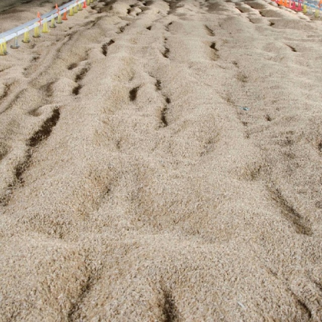 Cách làm đệm lót sinh học nuôi heo dễ dàng