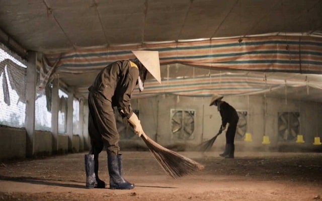 Dọn bỏ lớp cũ và thay lớp đệm lót sinh học mới sau mỗi lứa gà