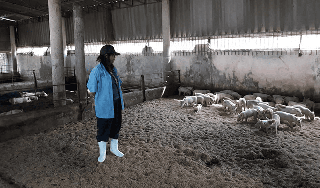 Ưu điểm lớp đệm lót sinh học chăn nuôi heo