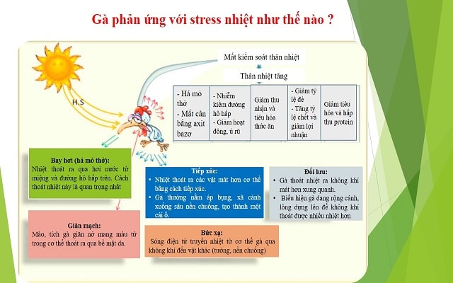 Hiện tượng gà stress nhiệt